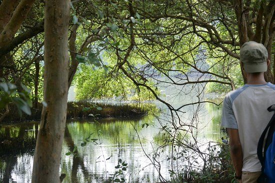 Berkunjung ke Mangrove Forest