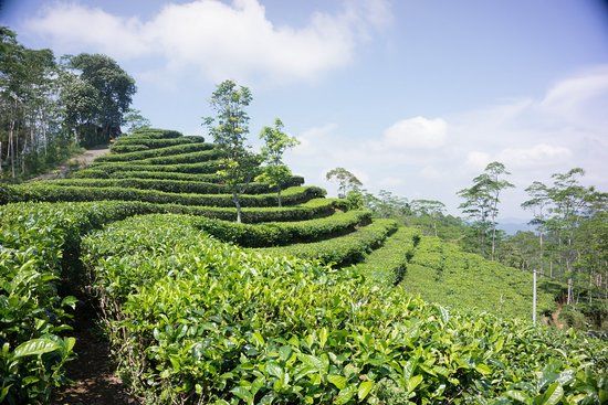 Nglinggo Tea Plantation