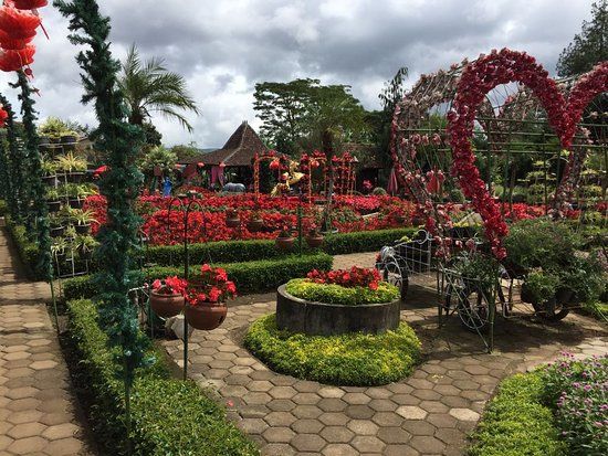 Kebun Begonia
