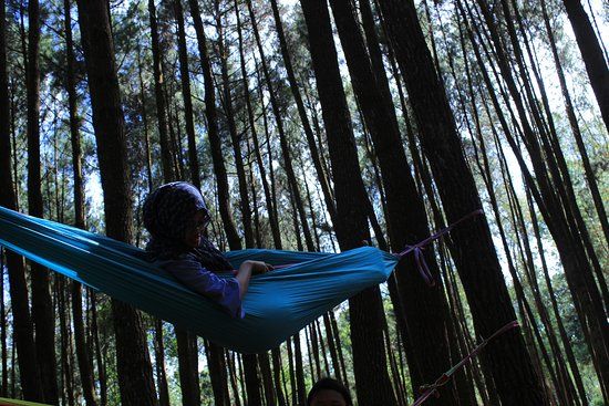 Hutan Pinus Asri