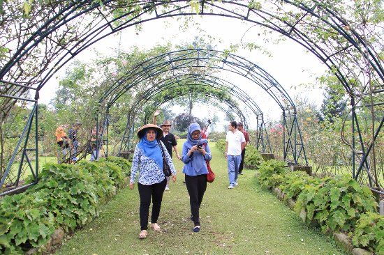 Kebun Mawar Garut