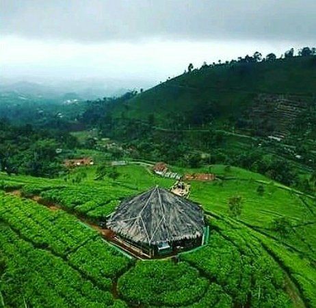 Cipasung Tea Plantation