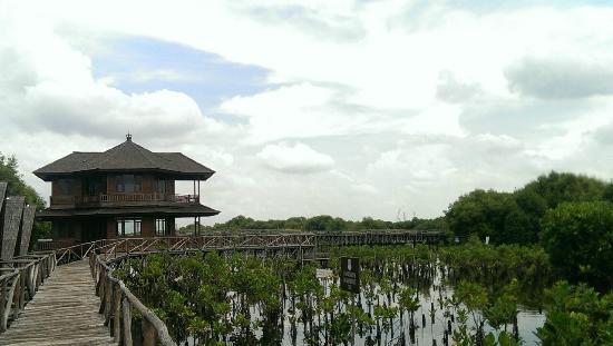 Berlayar di Hutan Mangrove