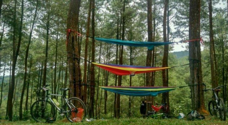 Darmacaang Pine Forest