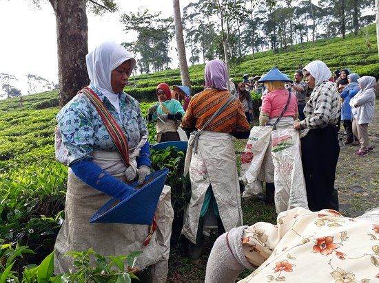 Kebun Teh Pagilaran Batang