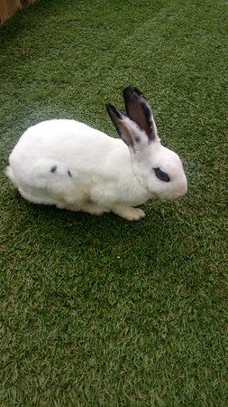 Rabbit Forest