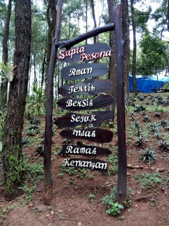 Puncak Pinus Becici