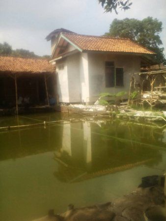 Menikmati Alam di Pemancingan Mang Iing