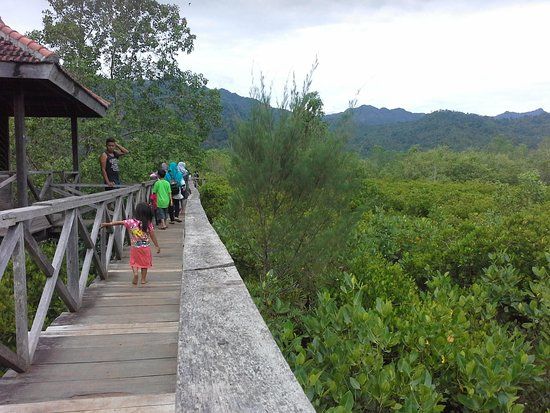 Ekosistem Mangrove
