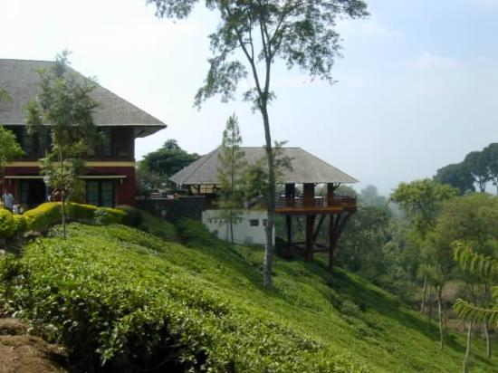 Kebun Teh Wonosari