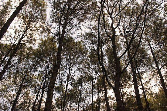 Hutan Pinus Bukit Becici